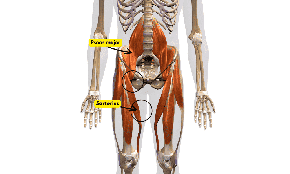 hip flexor muscles, hip groin pain